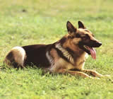 Adestramento de cães em Igarassu